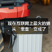 现在互联网上最火的猫,从“耄耋”变成了“萝卜纸巾猫”(图3) 现在互联网上最火的猫,从“耄耋”变成了“萝卜纸巾猫”(图3)